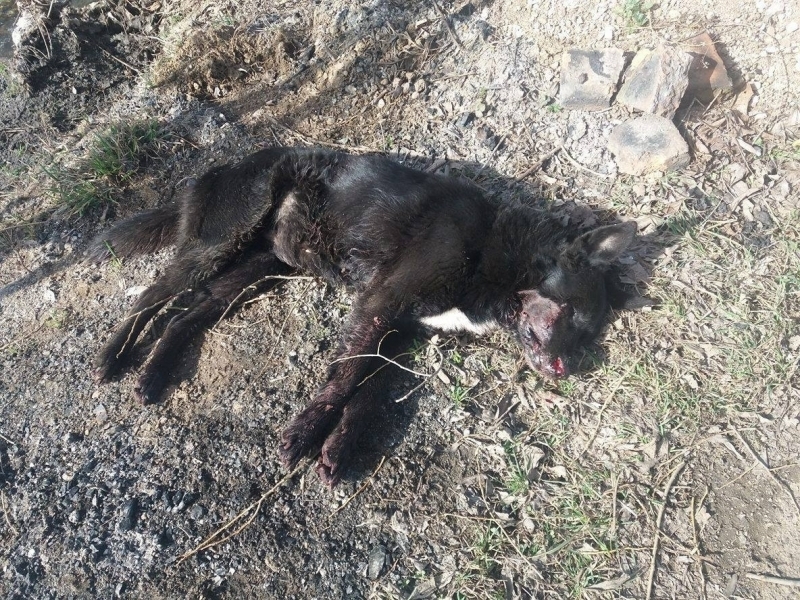 Куче бе открито застреляно от ловджия във видинско село съобщиха