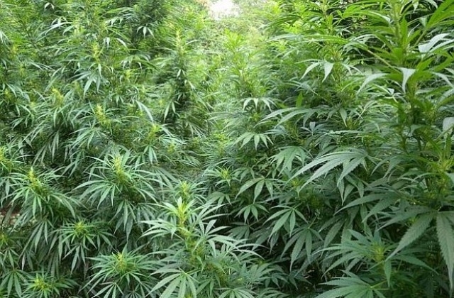 Почти 300 кг. канабисови растения са открити при полицейска операция