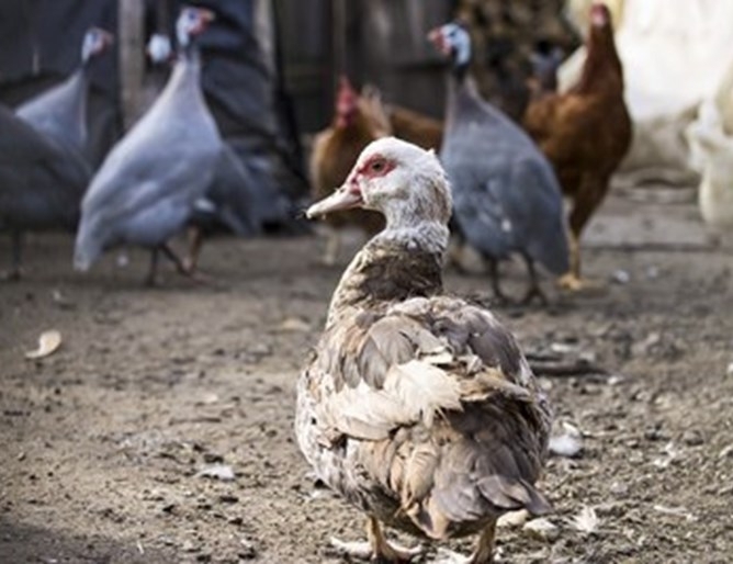Потвърдиха ново огнище на птичи грип във ферма за патици в Ямболско