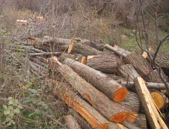 Униформени установиха незаконно изсичане на дърва във Видинско съобщиха от