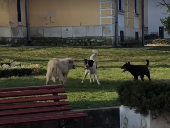 Врачанин изрева: Мястото на бездомните кучета не е около училища и градинки