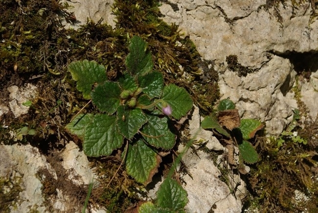 Туристи от Севeрозапaдна България достигнаха до красивото находище на чудодейната