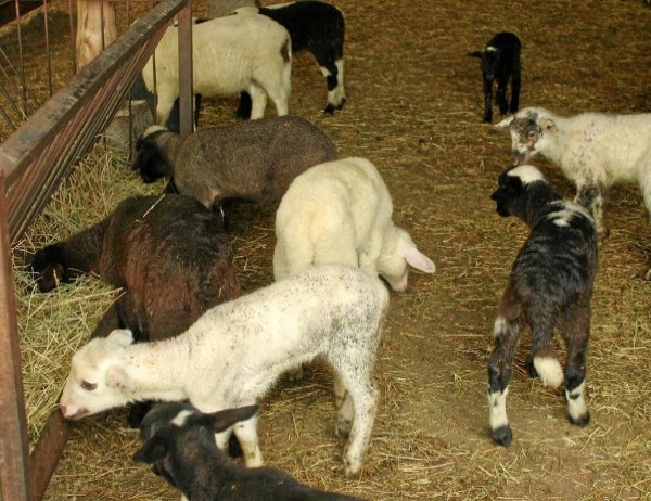 Кипърската полиция разследва български гражданин заклал агне пред дома си