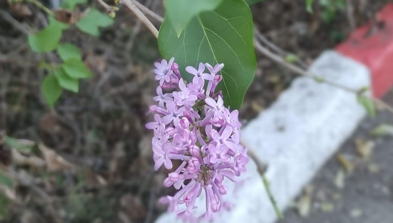 Люляци цъфнаха във Враца За необичайното явление съобщиха в социалната