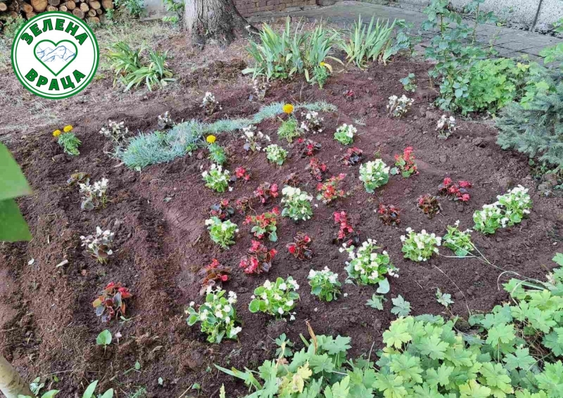 За последните два дни бяха раздадени над 8500 цветя които