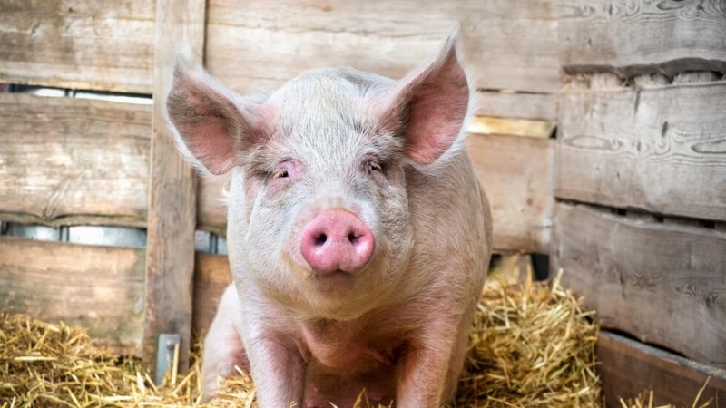 Съмнения има за първи случай на африканска чума в Южна