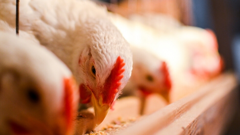 Българската агенция по безопасност на храните обяви огнище на инфлуенца