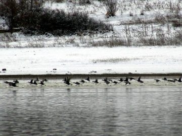 ​Много малък брой птици има във водите на река Дунав