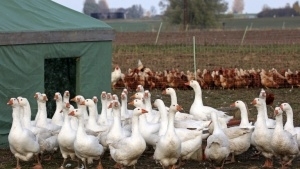 Десетки хиляди птици ще бъдат ликвидирани в две големи птицеферми в община Стралджа заради заболяване от птичи грип