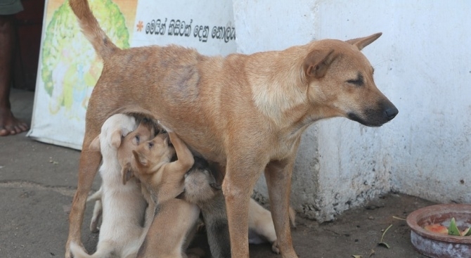 Двойно повече случаи на кучешка тения в Кърджали отчитат от