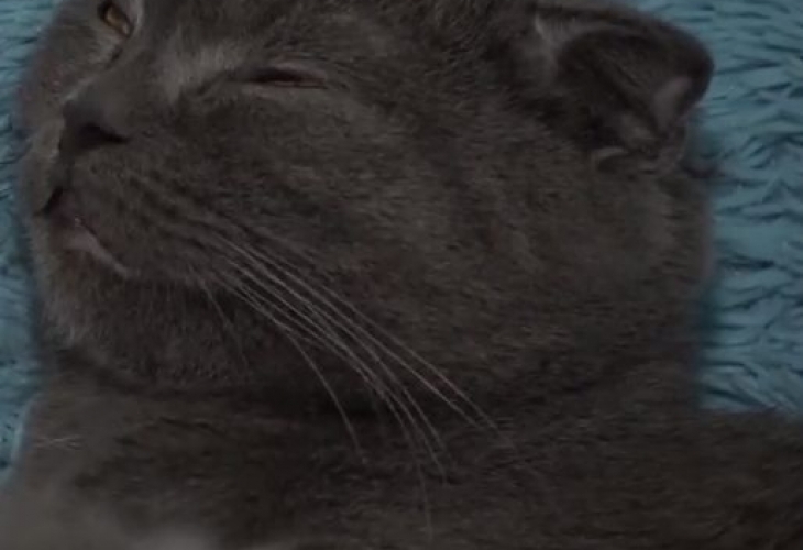 Котка в руски зоопарк осинови бебе рис. Името на приемната