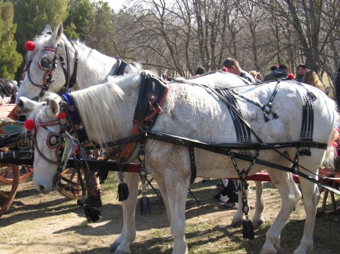 Традиционна кушия организира община Вършец тази събота 16 март Конните