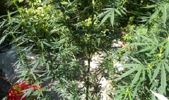 Кметът на криводолското село Добруша Ивайло Илиев и общинският съветник