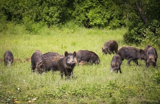 Край село Комарево в община Берковица са открити диви прасета
