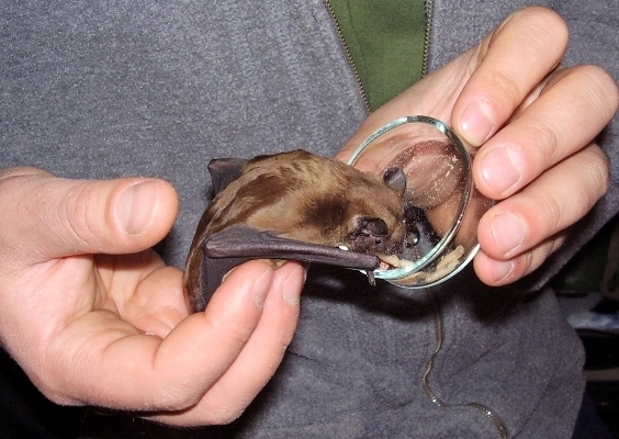 Инициативата се провежда за поредна година от Дирекцията на Природен