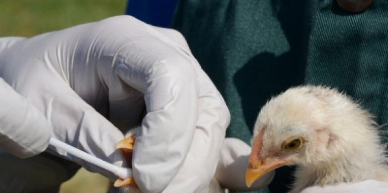 Откриха огнище на птичи грип в Етрополе. Заразата е плъзнала