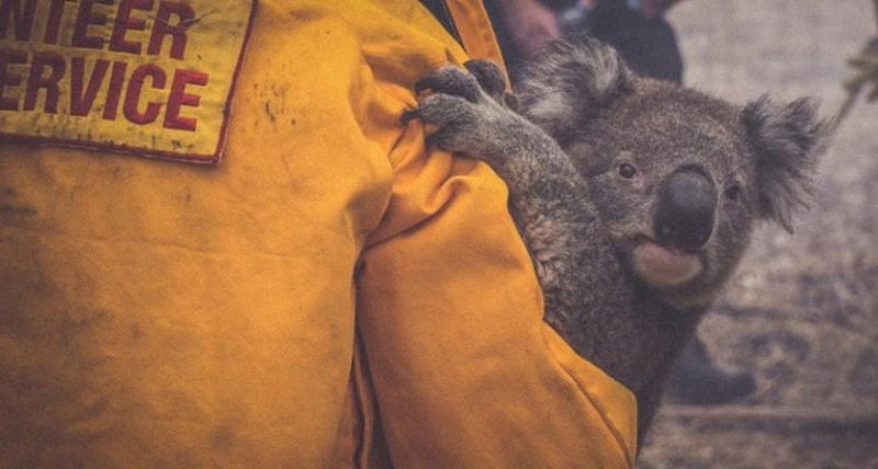 Стотици коали вероятно са загинали при горския пожар опустошил хабитата