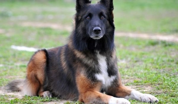 Непълнолетен крадец на домашно куче е бил хванат съобщиха от