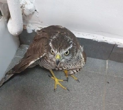 Във връзка с постъпил сигнал на дежурния телефон на инспекцията