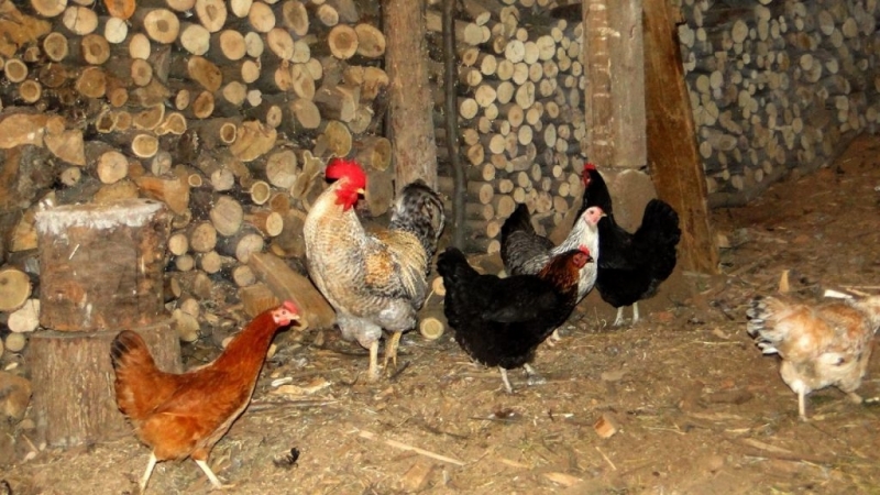 Личните стопанства чиято продукция е само за лична употреба са