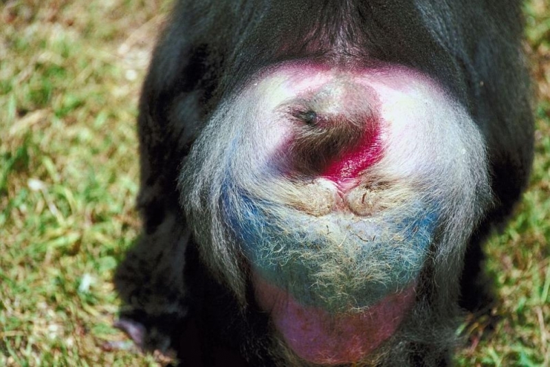 Китайска шофьорка предизвика катастрофа след като наби спирачки обърквайки задницита на маймуна с червен светофар съобщава