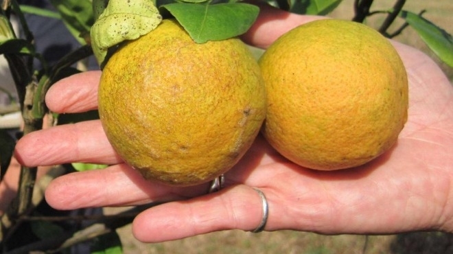 Истинска чума по цитрусовите плодове - портокали, лимони, мандарини, заплашва