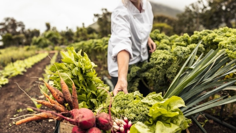 Зеленчукопроизводители са заплашени от масови фалити Заради високите цени на