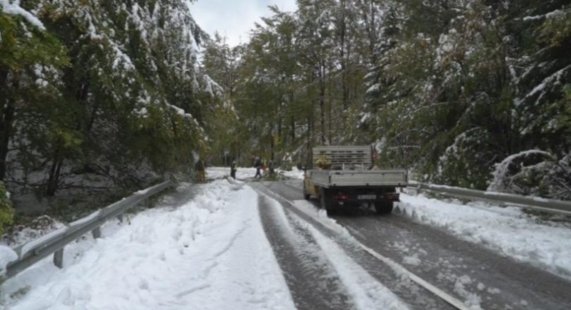 Силният вятър е съборил дървета тази нощ на пътя през