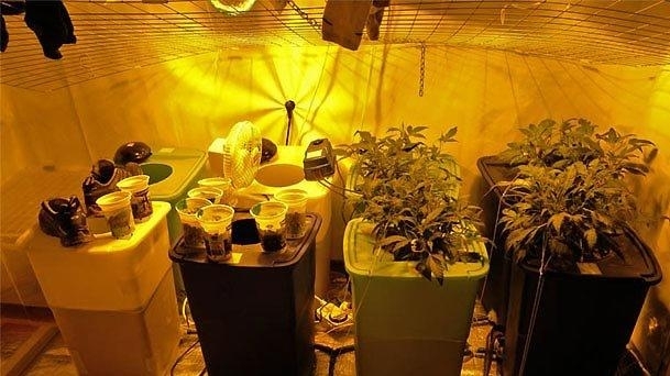 Полицията разби наркооранжерив в апартамент във Видин съобщиха от пресцентъра