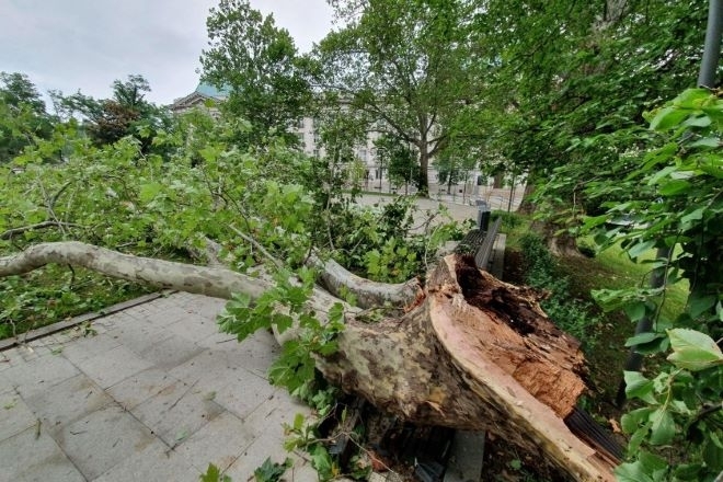 Двама души загинаха днес в Киев при падане на дървета