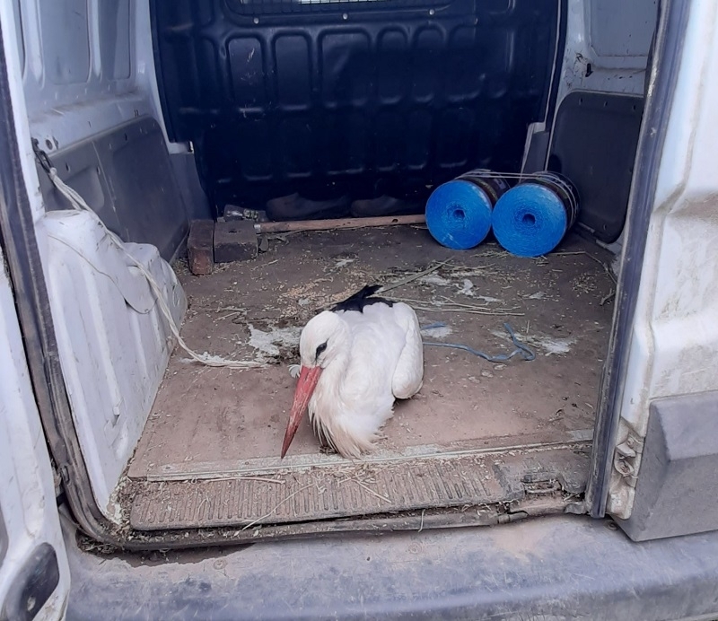 Експерти от РИОСВ във Враца са спасили бедстващ щъркел в