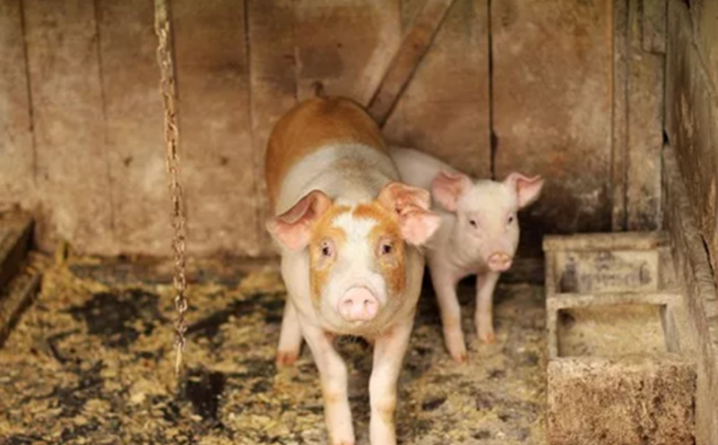 Започва евтаназията в още един вече седми свинекомплекс заразен