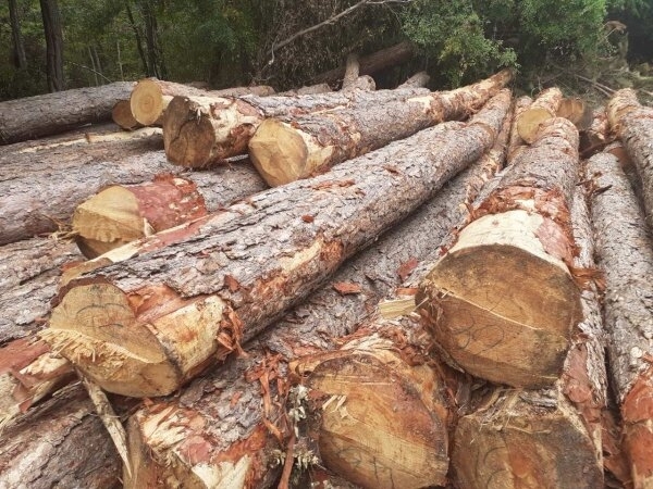 Продължават активните действия на служителите от полицията в Белоградчик по