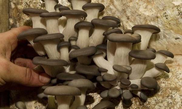 Двама са задържани при спецакция на СДВР срещу наркоразпространението проведена