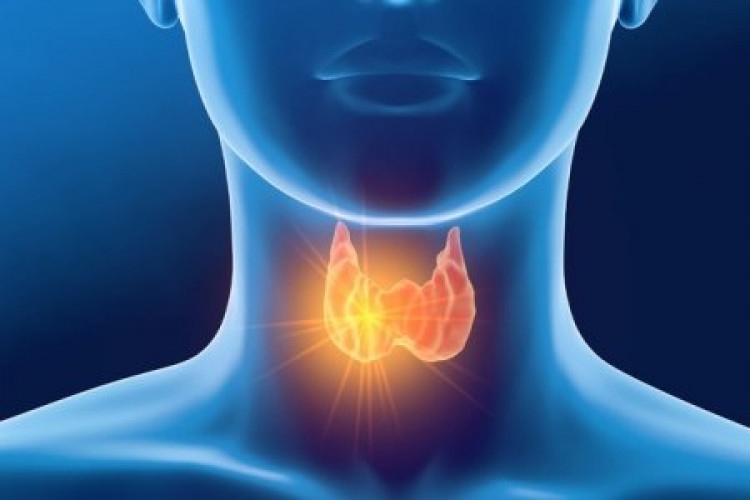 Жлезата е един от най важните органи в ендокринната система на