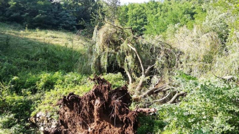 Силна буря в района на планинското село Игнатица е изкоренила