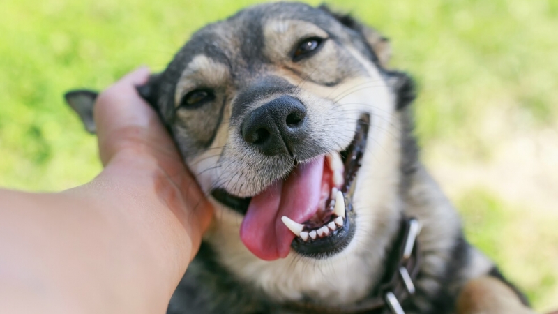 Учени от университета на Вирджиния САЩ са установили че галенето