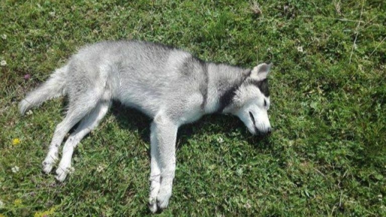 Монтанчанин е застрелял кучето на свой съгражданин посред бял ден