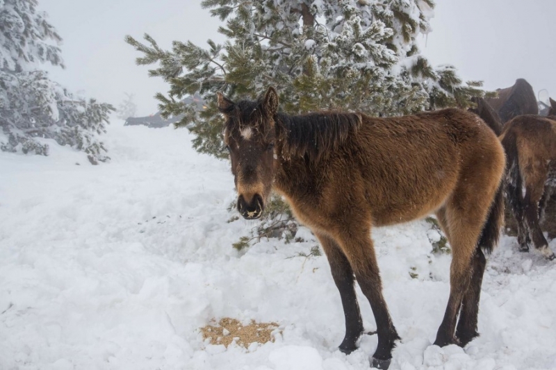 Собственик на стадо от 100 коня е изоставил животните без