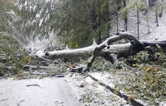 14 годишно момче загина в Румъния след като дърво падна върху