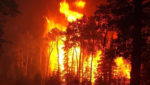 От началото на годината в горските територии на страната са