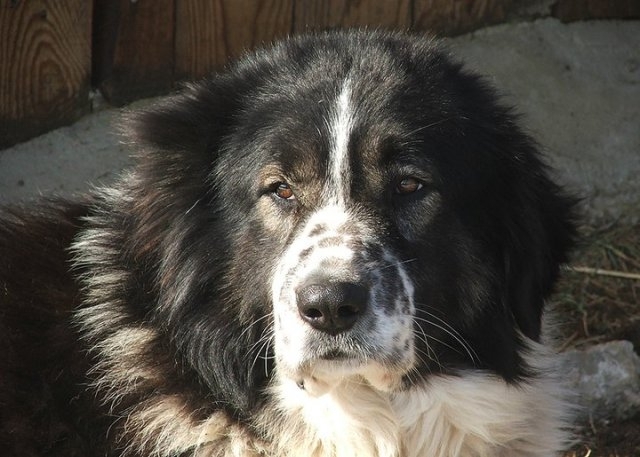 Полицията разследва мистериозната смърт на куче във Видинско съобщиха от