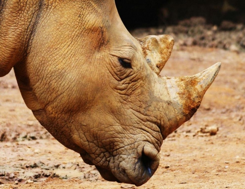 Гневен носорог нападна гледачка на животни в сафари парка "Серенгети"