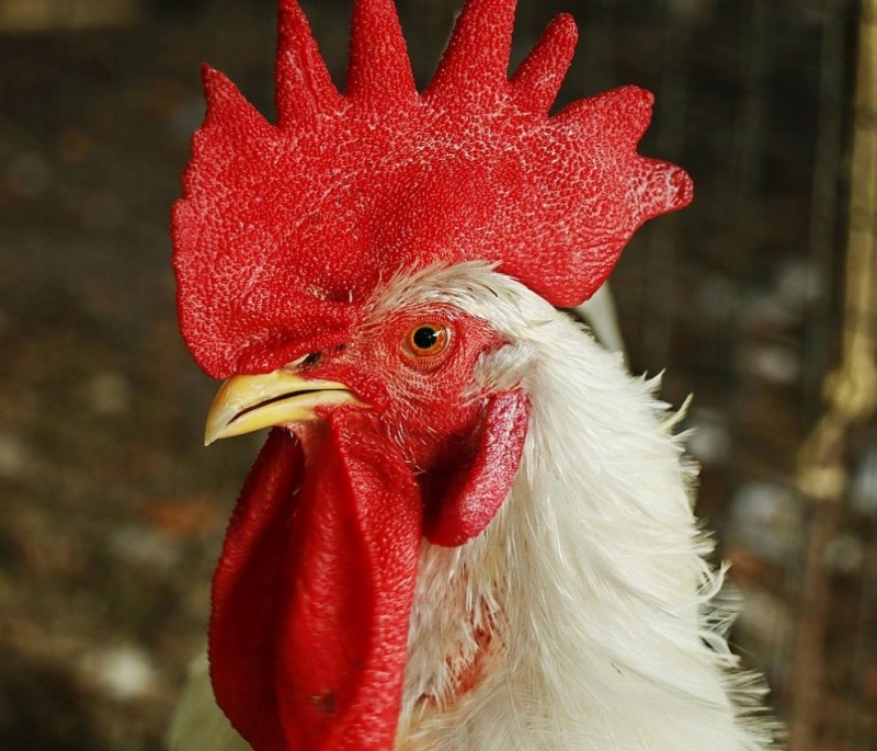 Българската православна църква чества на 2 февруари Сретение Господне един