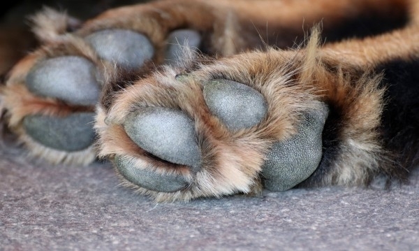 30 годишен мъж е задържан за убийство на куче в хотелски