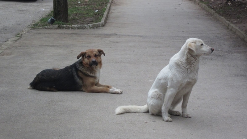 Община Враца започва дейности по овладяване популацията на бездомните и безстопанствените кучета на територията