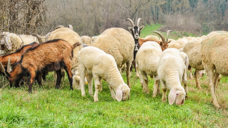 Нови три овце заразени с бруцелоза са били установени във