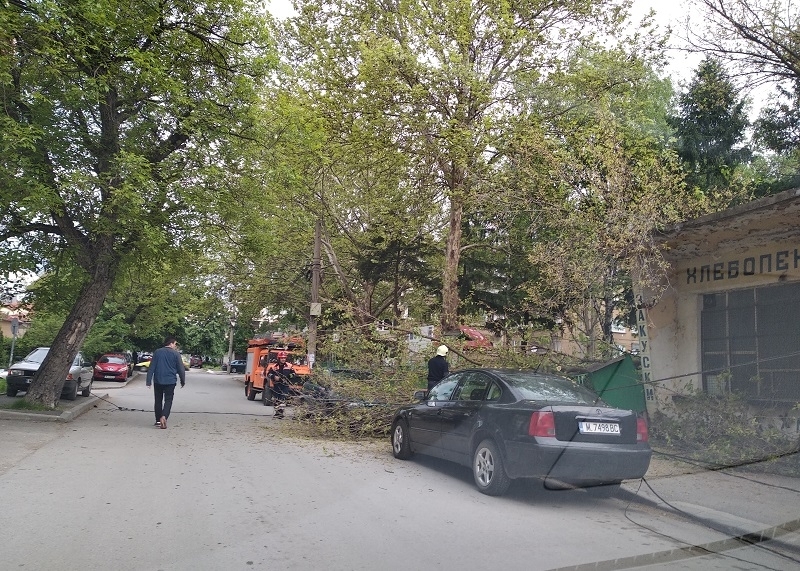 Порив на вятъра прекърши тази сутрин черница в двора на