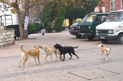 Хората които хранят бездомни кучета край блокове или на други