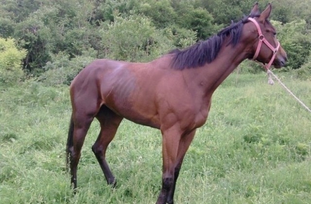 Рецидивист отмъкнал кобилката на мъж от село Каменов поле ще